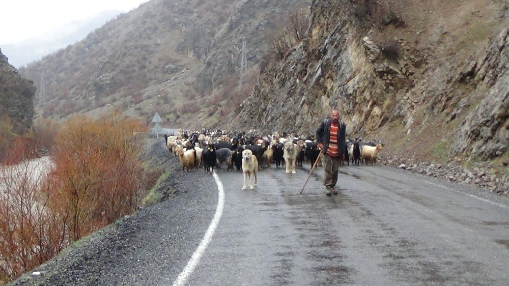 Beytüşşebaplı engelli çobanın yaşam mücadelesi