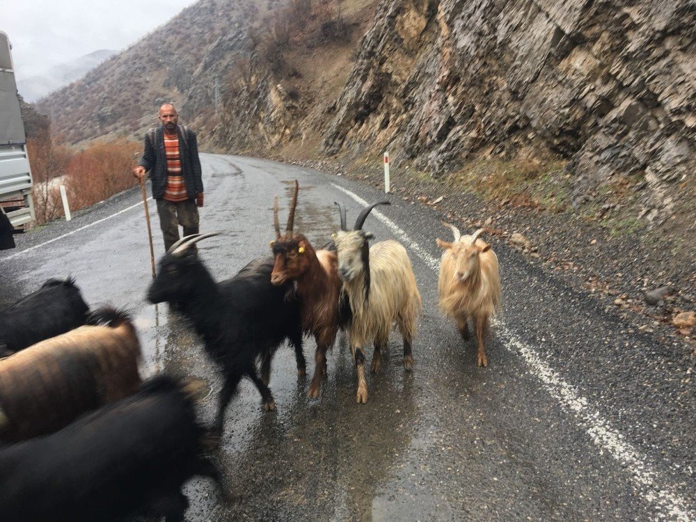 Beytüşşebaplı engelli çobanın yaşam mücadelesi