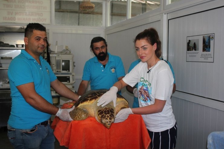 İngiltere güzellik kraliçesi kaplumbağayı denize bıraktı