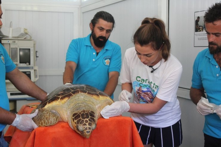 İngiltere güzellik kraliçesi kaplumbağayı denize bıraktı