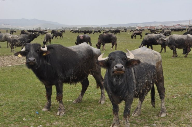 Afyonkarahisar’da manda varlığı arttı