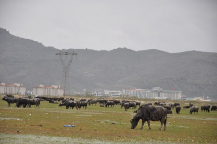 Afyonkarahisar’da manda varlığı arttı